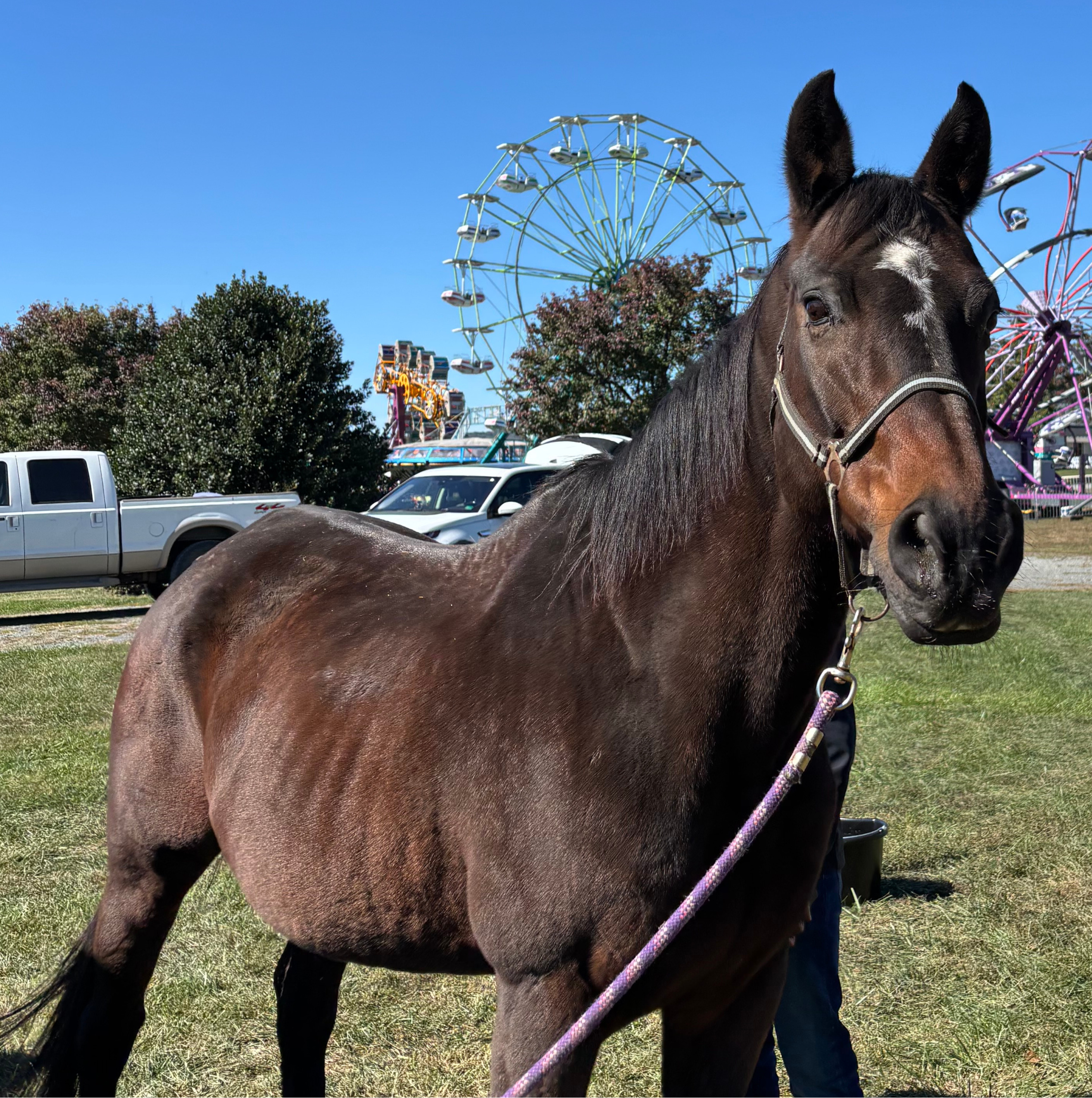 Close-up portrait of Hailey the horse